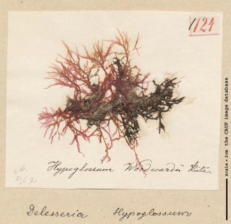 Hypoglossum hypoglossoides_124.jpg